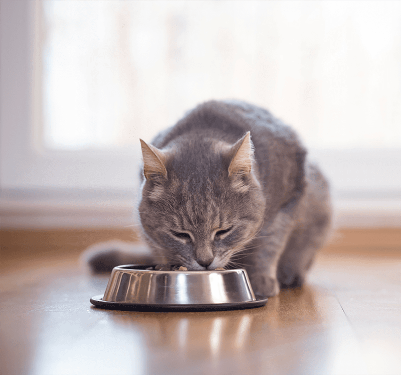 Digestive Issues