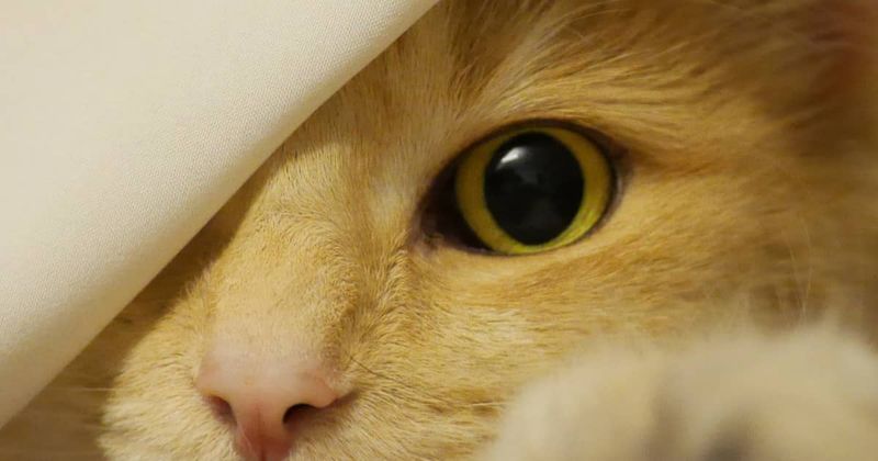 Dilated Pupils in Normal Lighting
