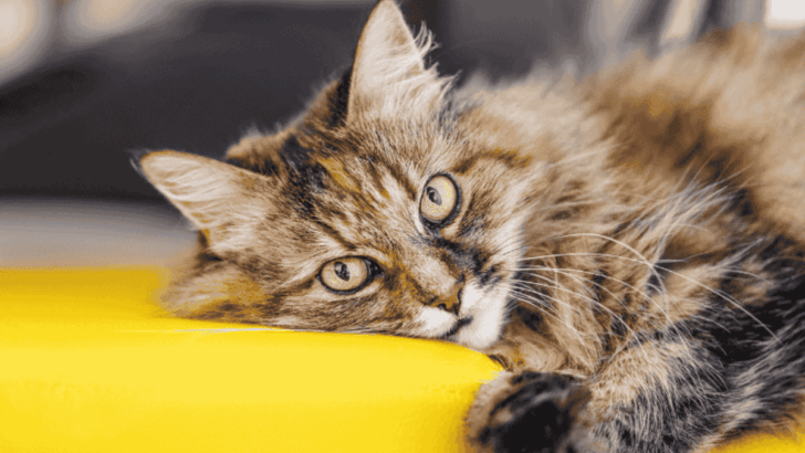 Discover the 20 Best Cat Breeds That Win Hearts Around the World