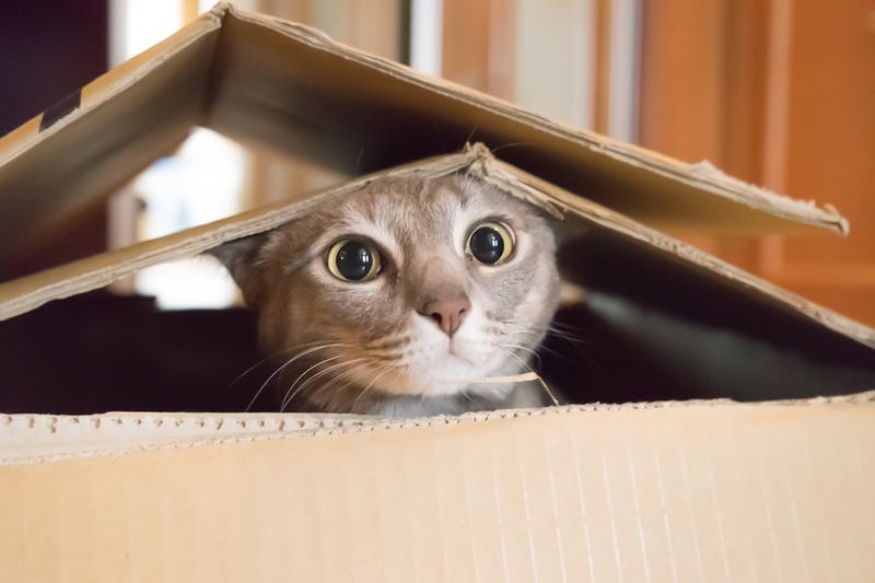 Dismiss Enrichment Activities