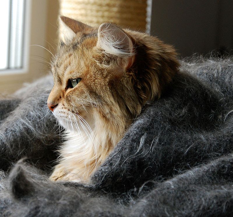 Dismissing Senior Cat Needs