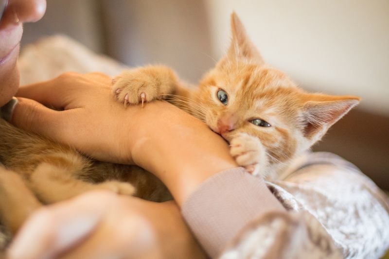 Distinguishing Love Bites and Aggressive Bites