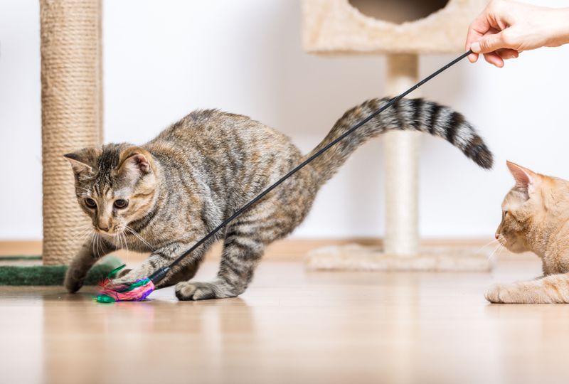 Distraction Through Play