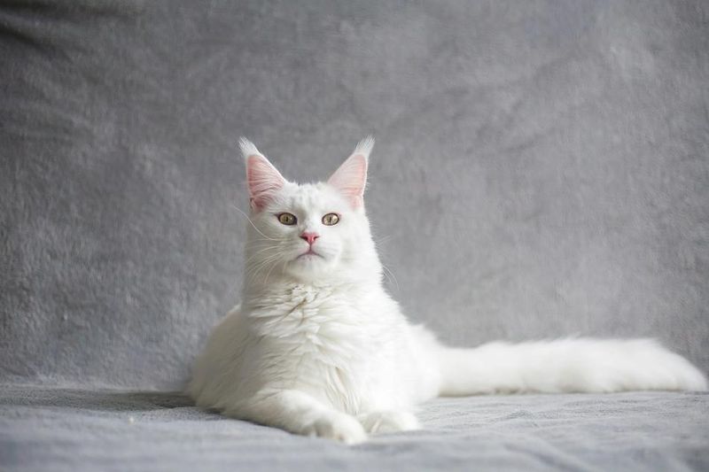 Diverse Breeds with White Coats