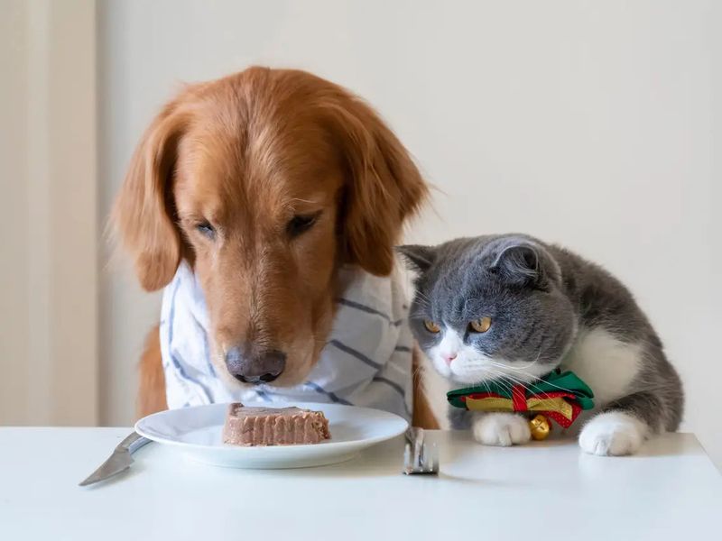 Dog Food