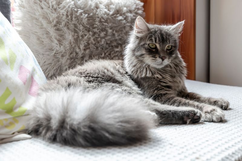 Domestic Longhair