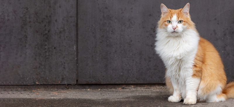 Domestic Longhair