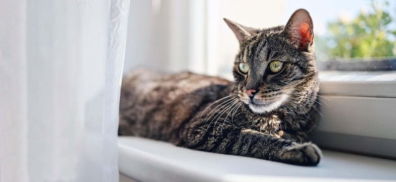 Domestic Shorthair