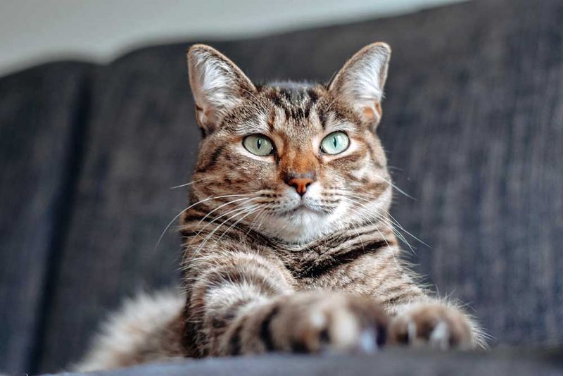 Domestic Shorthair