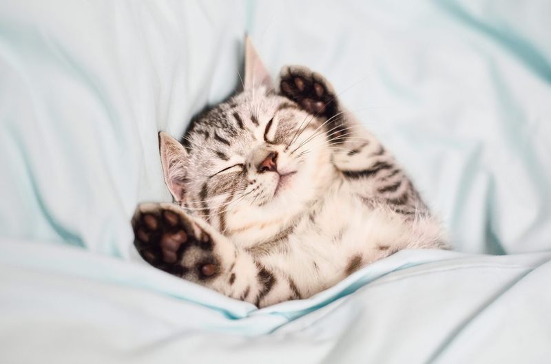 Dreaming
