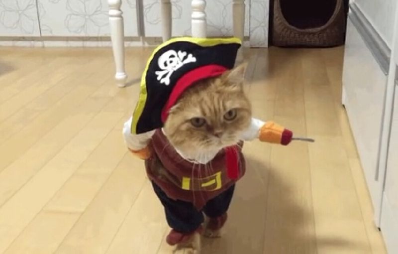 Dressing Them Up