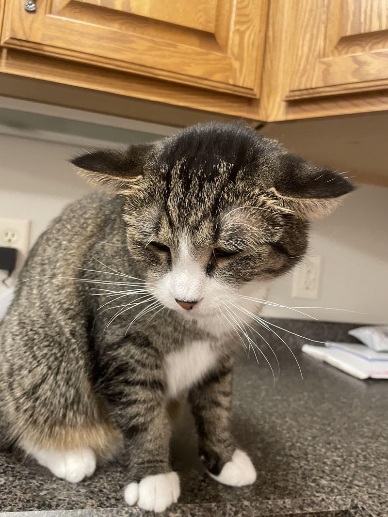 Ears Held Flat or Back