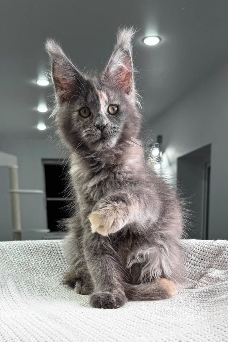 Ears and Eyes