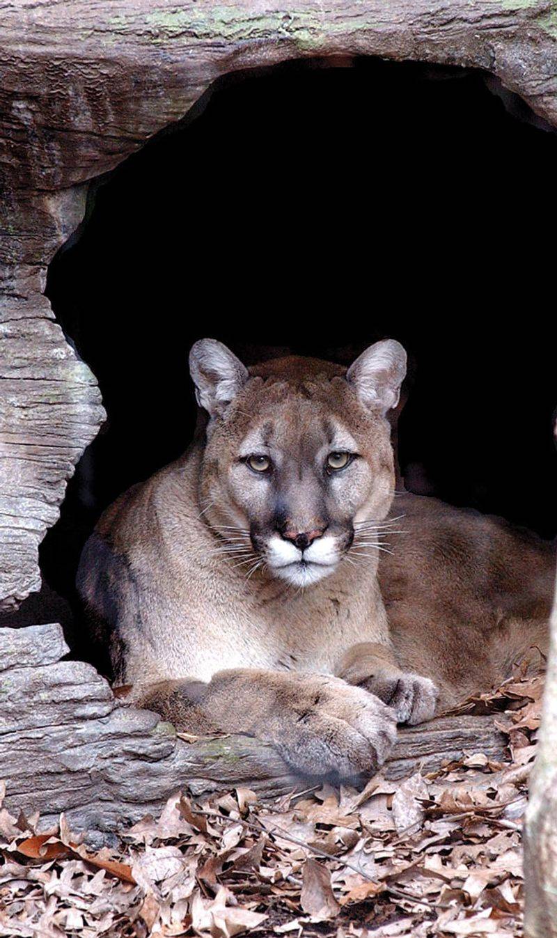 Eastern Cougar (Puma concolor couguar)
