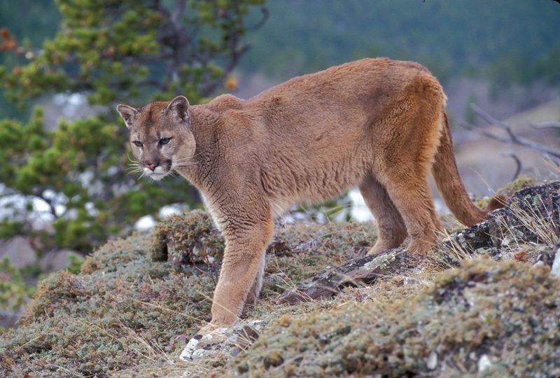 Eastern Cougar