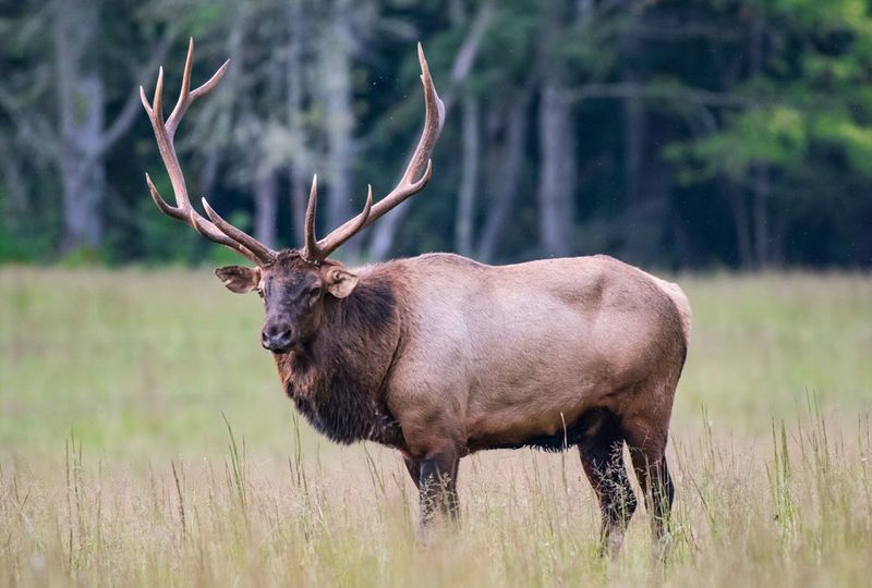 Eastern Elk (Cervus canadensis canadensis)