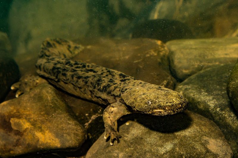 Eastern Hellbender