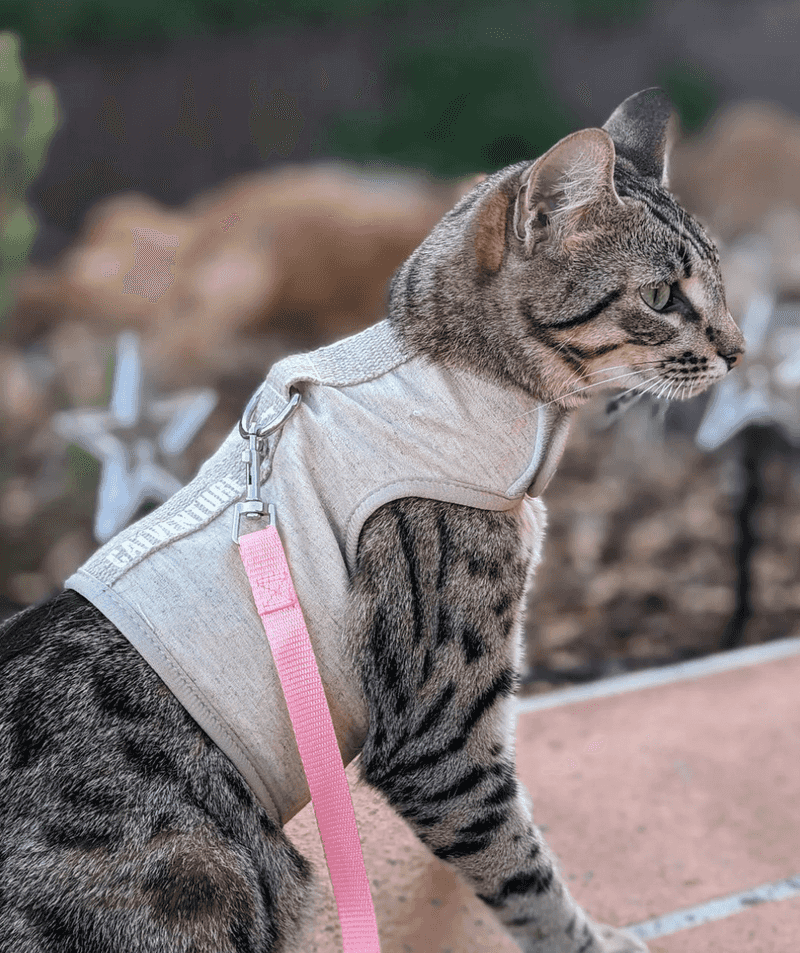Eco-Conscious Cat Harness