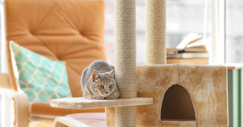 Educating About Responsible Pet Ownership