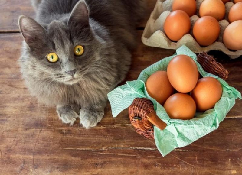 Eggs: Protein Powerhouse