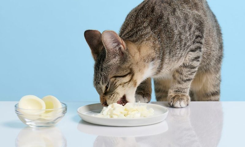 Eggs