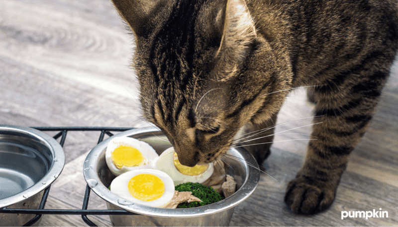Eggs
