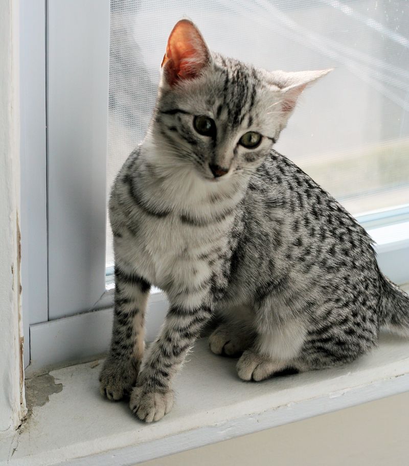 Egyptian Mau