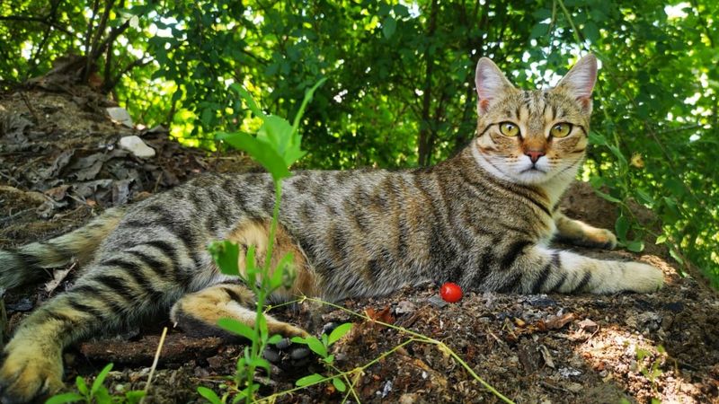 Egyptian Mau