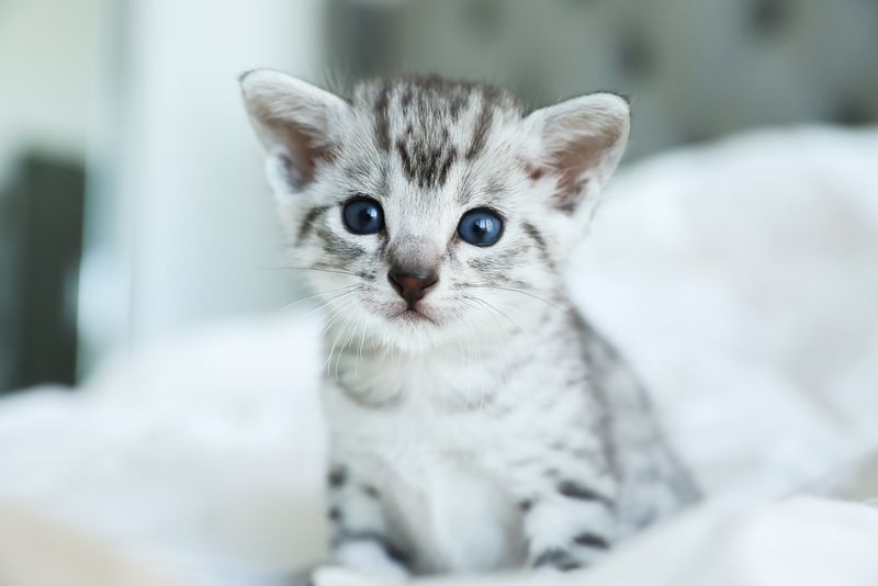 Egyptian Mau