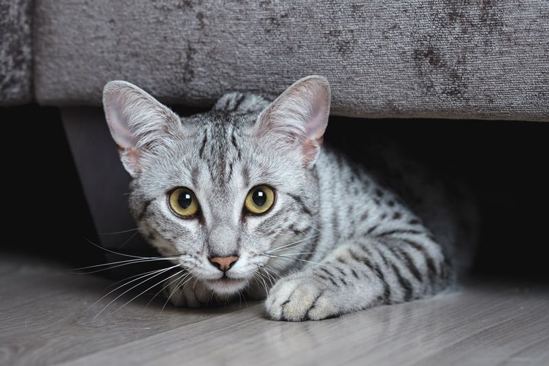 Egyptian Mau