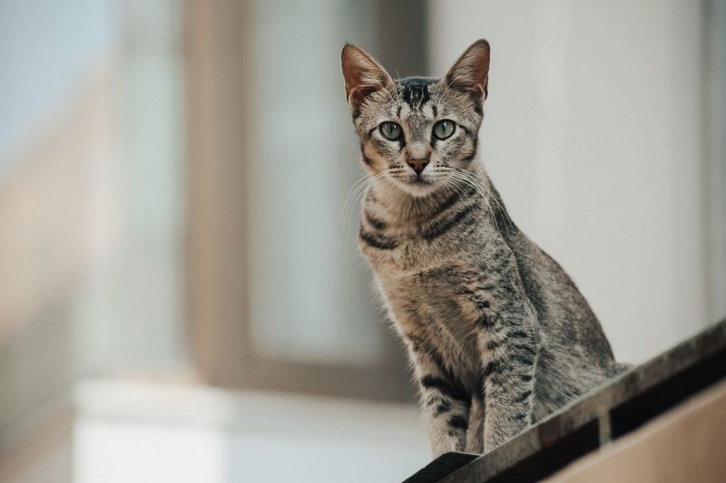 Egyptian Mau