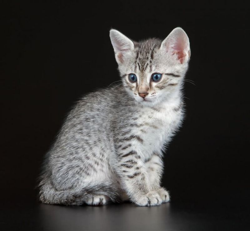 Egyptian Mau