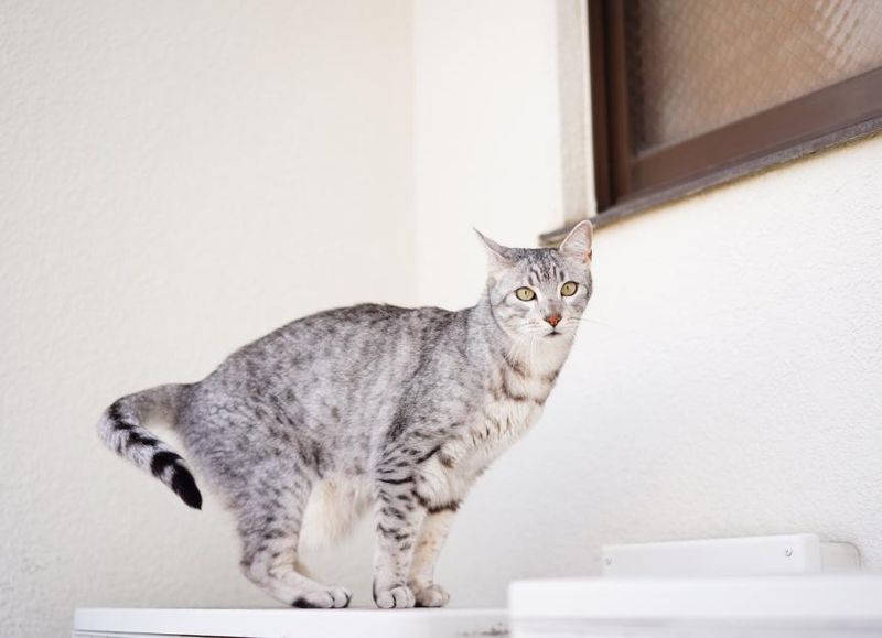 Egyptian Mau