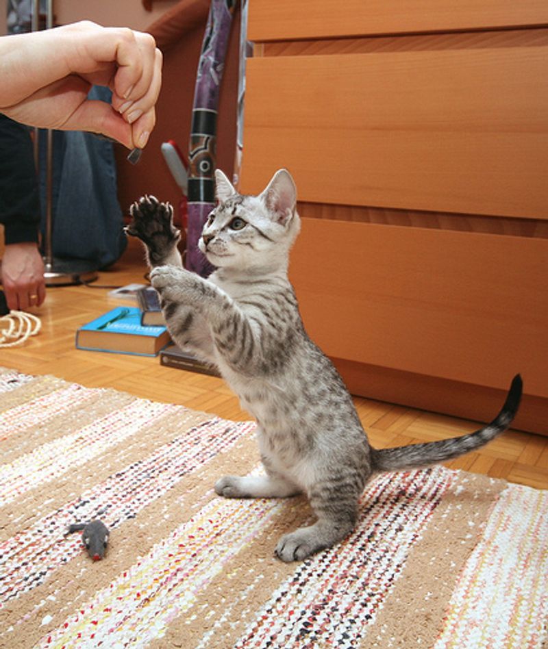 Egyptian Mau