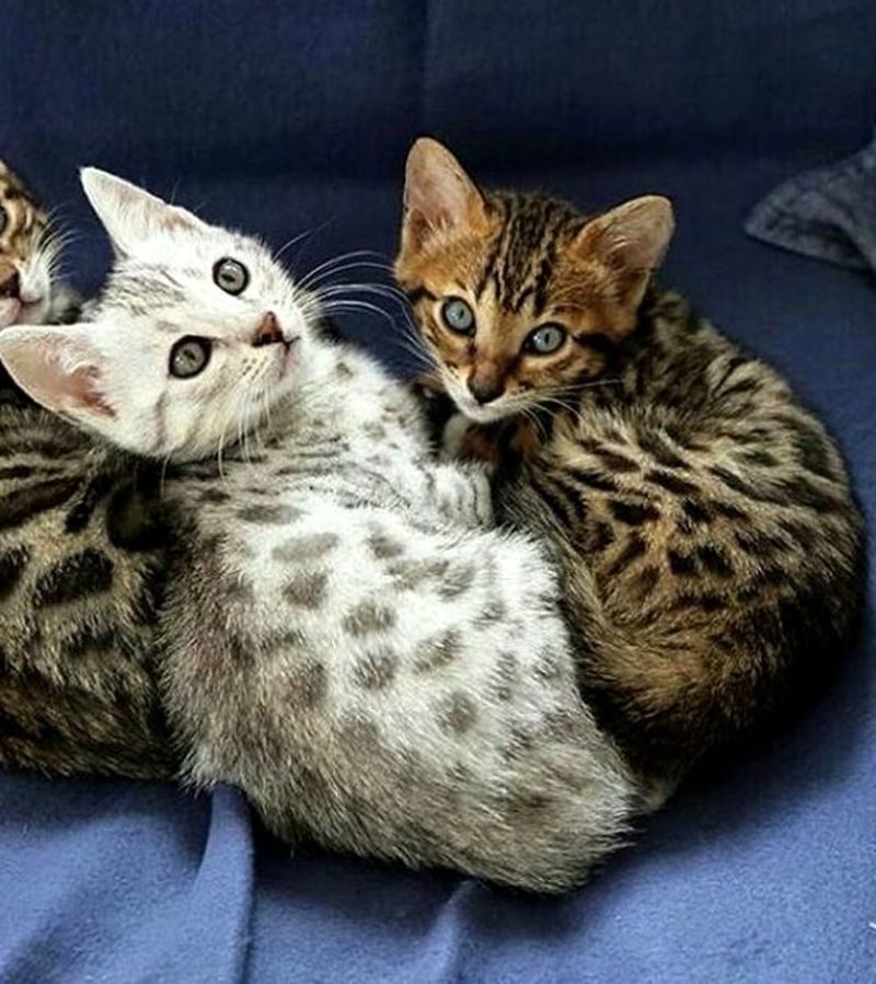 Egyptian Mau