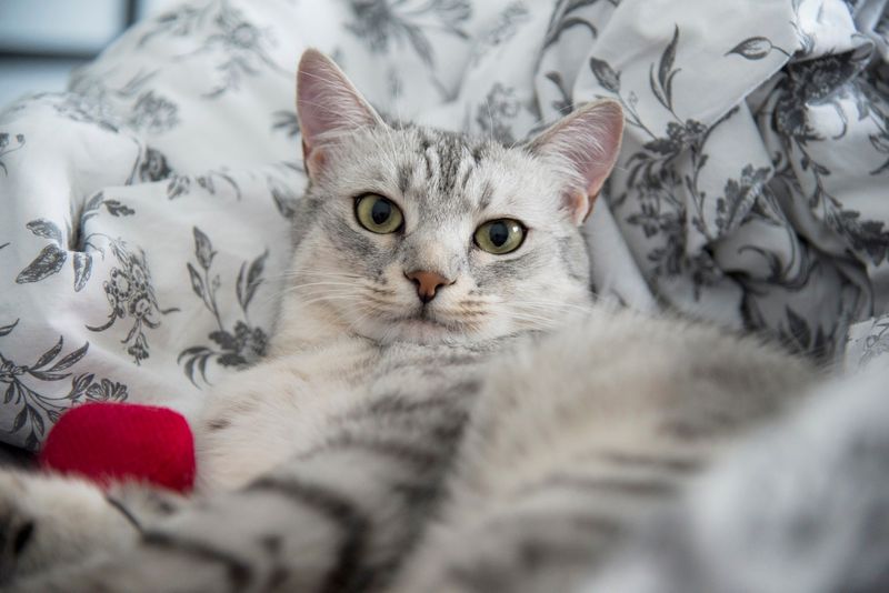 Egyptian Mau