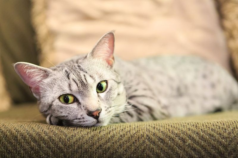 Egyptian Mau