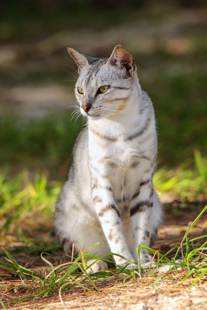 Egyptian Mau