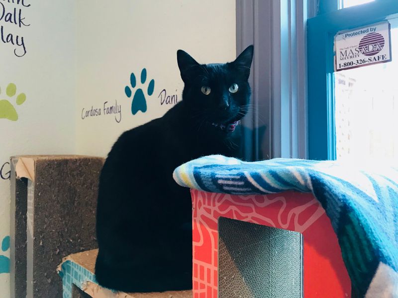 El Gato Coffeehouse – Houston, TX