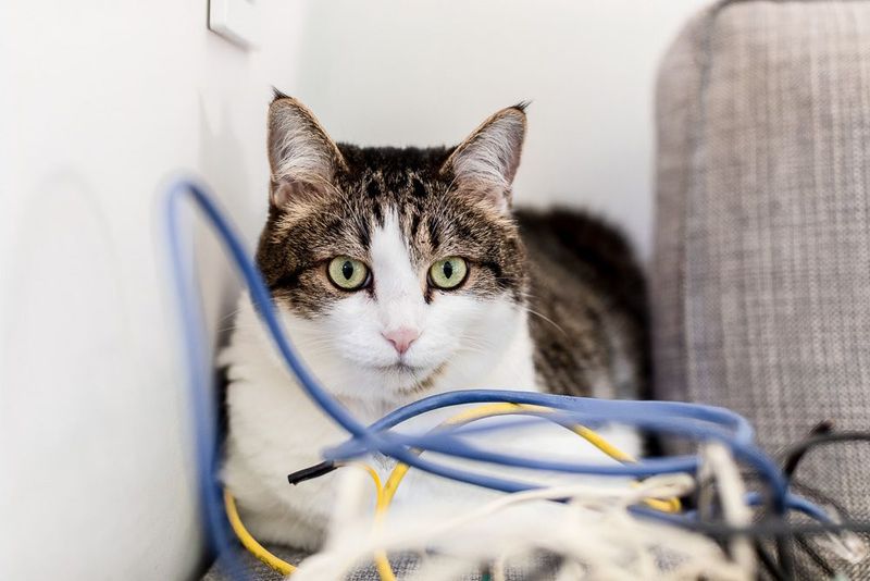 Electrical Cords