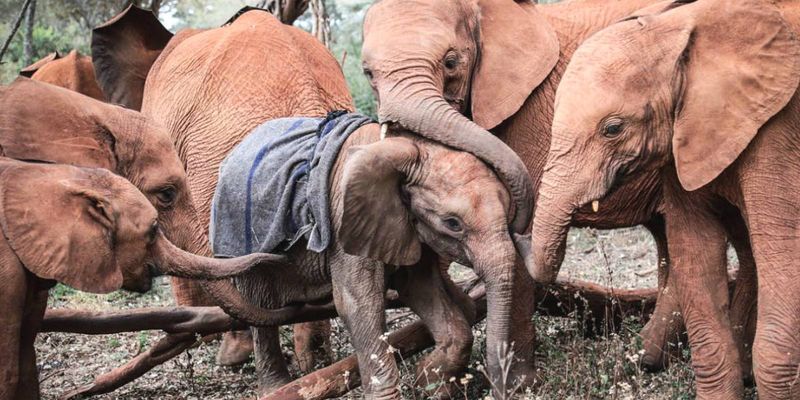 Elephants Create Extended Families