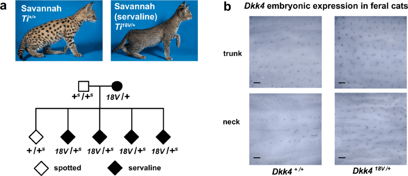 Embryonic Development