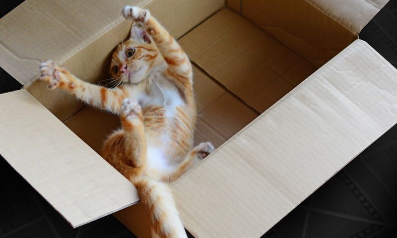 Empty Boxes Are Treasures, Not Trash