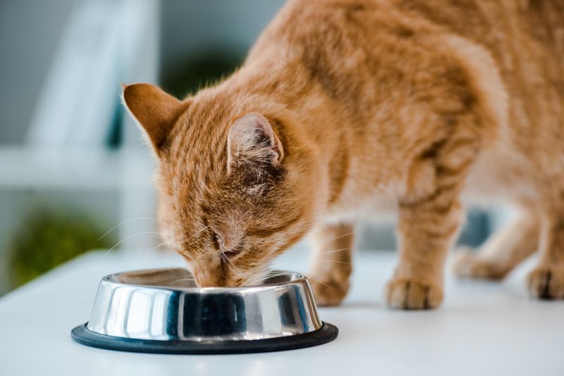 Encouraging a Sustainable Diet for Pet Owners