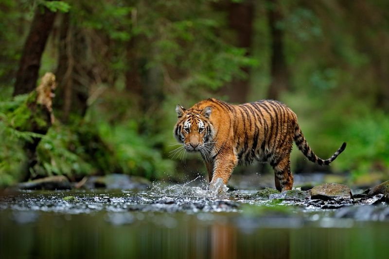 Endangered Status