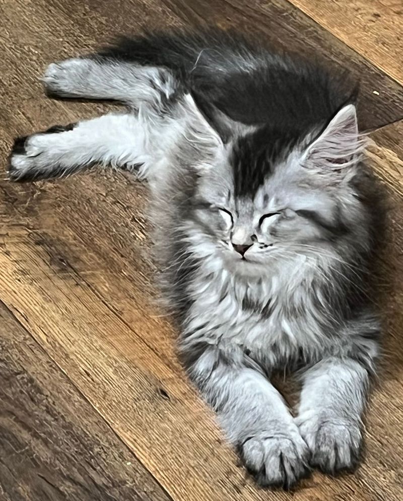 Endless Fur Everywhere