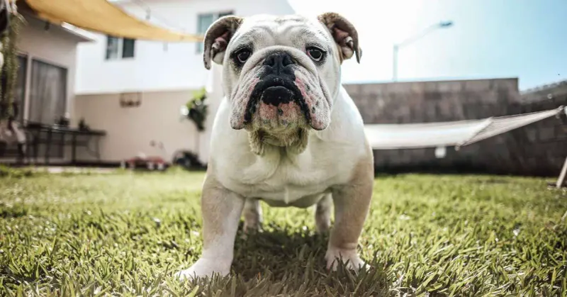 English Bulldog