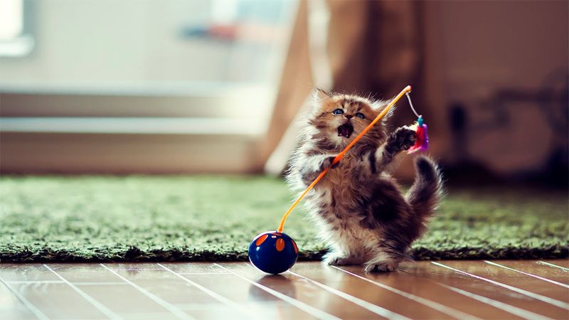 Entertainment