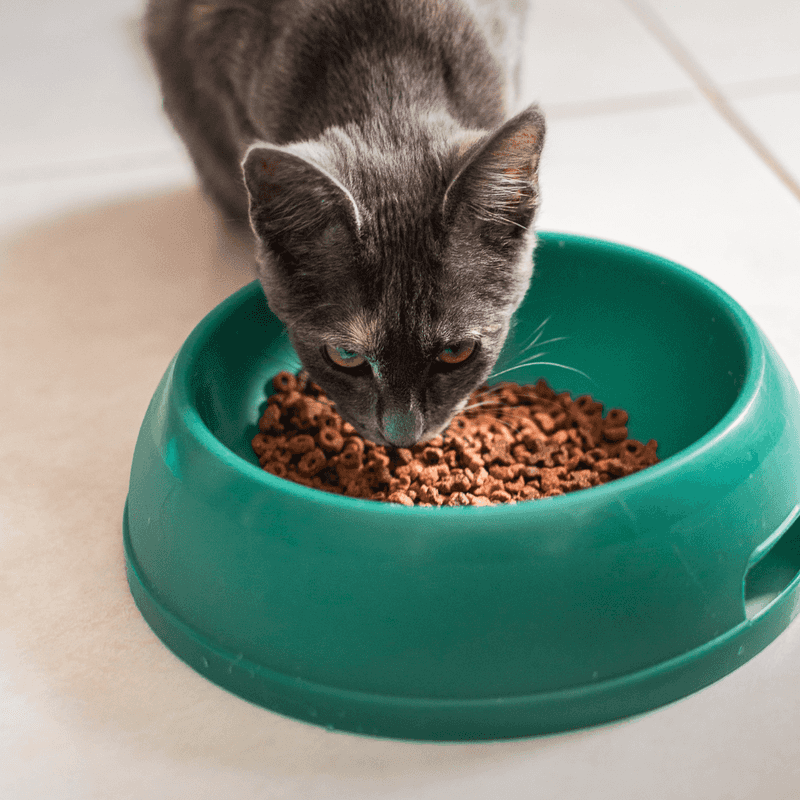 Establish Consistent Feeding Times