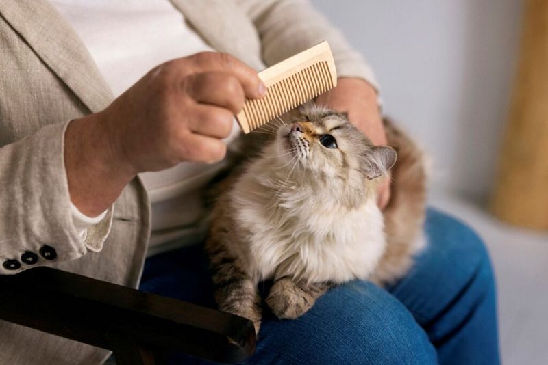 Establish a Grooming Routine
